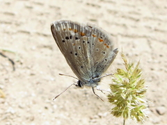 Polyommatus nivescens