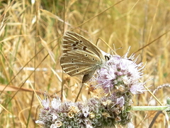 Polyommatus violetae