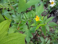 Lithospermum canescens