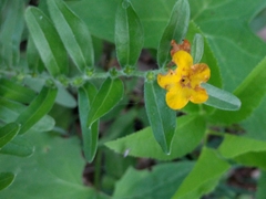 Lithospermum canescens