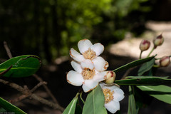 Ternstroemia lineata
