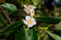 Ternstroemia lineata