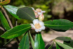 Ternstroemia lineata