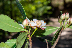 Ternstroemia lineata