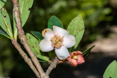 Ternstroemia lineata