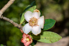 Ternstroemia lineata
