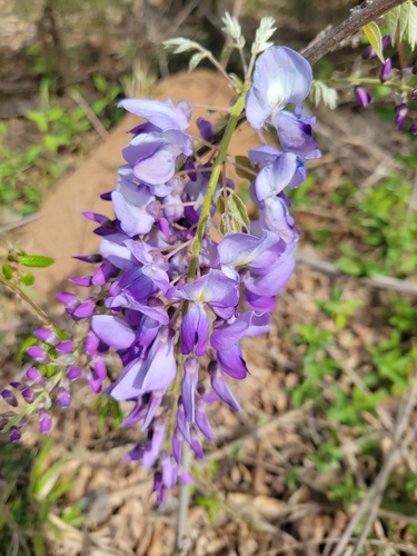 Vistéria čínska (Wisteria sinensis): pôvod a využitie — fotografia 1