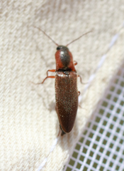 Agriotes collaris