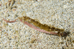 Acentronura breviperula