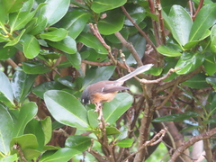 Rhipidura fuliginosa penita