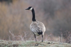 Branta canadensis moffitti