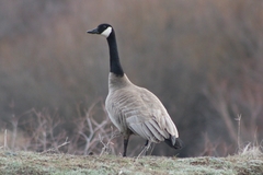 Branta canadensis moffitti