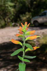 Castilleja holmgrenii