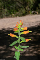 Castilleja holmgrenii