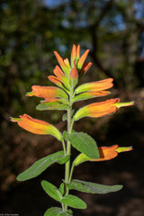 Castilleja holmgrenii