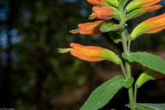 Castilleja holmgrenii