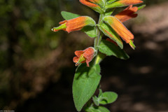 Castilleja holmgrenii