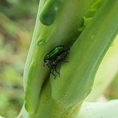 Aulacobaris cuprirostris