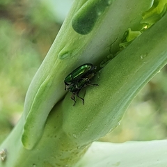 Aulacobaris cuprirostris
