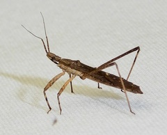 Pygolampis pectoralis