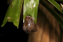 Pythiinae