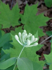 Lonicera reticulata
