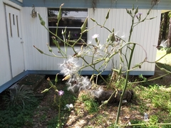 Lactuca graminifolia