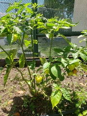 Capsicum chinense