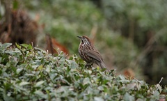 Pterorhinus lanceolatus