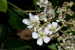 Rubus palmeri