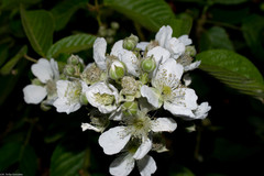 Rubus palmeri