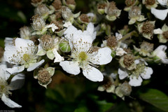 Rubus palmeri