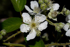 Rubus palmeri