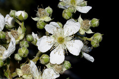 Rubus palmeri
