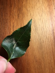 Halleria lucida