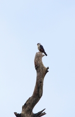 Microhierax caerulescens