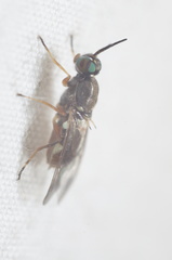 Euparyphus patagius