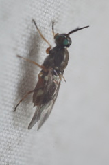 Euparyphus patagius