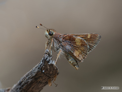 Lon melane vitellina