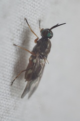 Euparyphus patagius