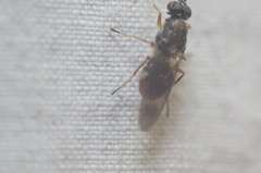 Euparyphus patagius