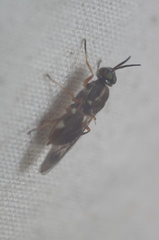 Euparyphus patagius