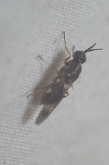 Euparyphus patagius