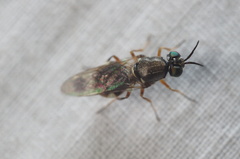 Euparyphus patagius