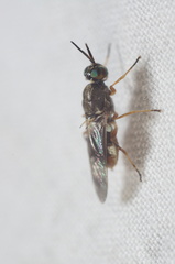 Euparyphus patagius