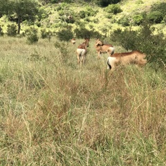 Alcelaphus buselaphus lichtensteinii