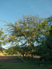 Vachellia seyal