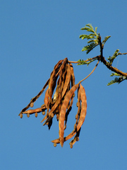 Vachellia seyal