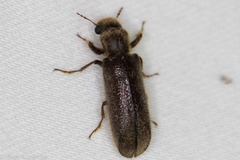 Melalgus plicatus