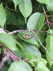 Psychostrophia melanargia